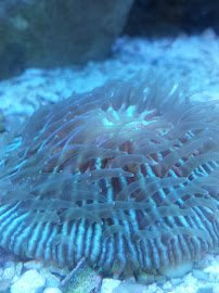 A Reef Oasis photo 5