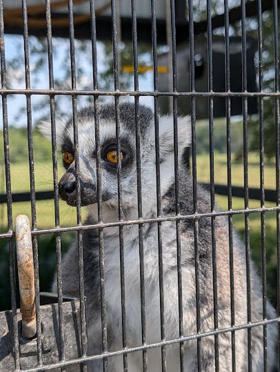 Little Creek Landing Safari Park photo 2