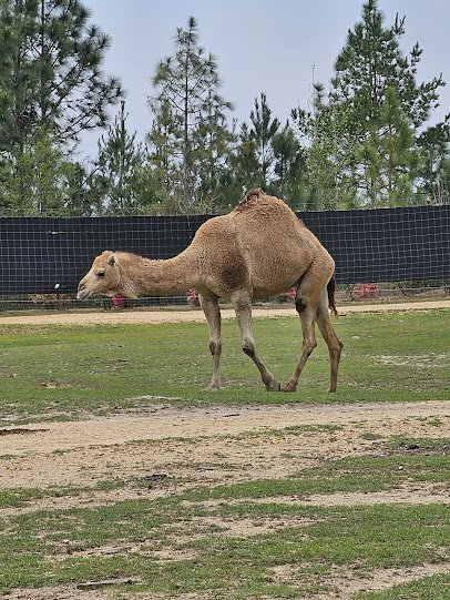 Little Creek Landing Safari Park photo 3
