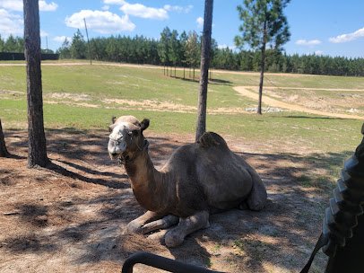 Little Creek Landing Safari Park photo 4