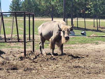 Little Creek Landing Safari Park photo 6