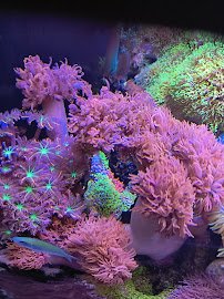 Sunnyside Corals