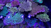 Sunnyside Corals photo 2