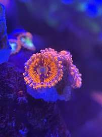 Sunnyside Corals photo 3