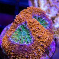 Sunnyside Corals photo 4