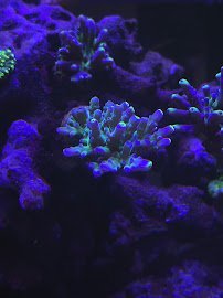 Sunnyside Corals photo 5