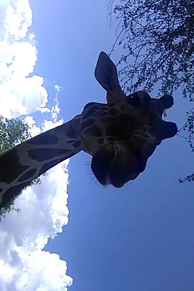 African Village photo 2