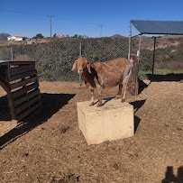 Laughing Horse Acres photo 3
