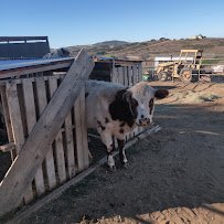 Laughing Horse Acres photo 5