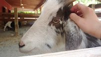 T.M. Stanback Petting Barn photo 2