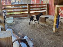 T.M. Stanback Petting Barn photo 4
