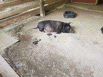 T.M. Stanback Petting Barn photo 5