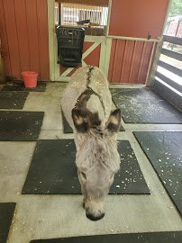 T.M. Stanback Petting Barn photo 6