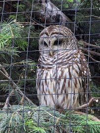 Tracy Aviary at Liberty Park photo 6