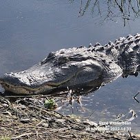 Polk's Nature Discovery Center photo 6