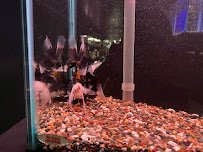 Caye's Aquarium photo 5