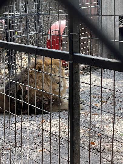 Wild Animal Adventures photo 5