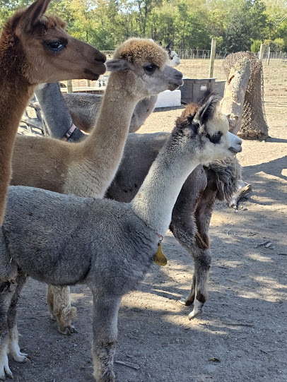 Rainbow Ranch Petting Zoo & Exotic Animal Farm photo 3
