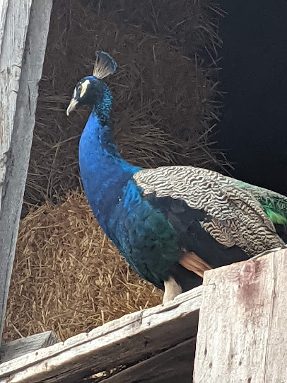 Rainbow Ranch Petting Zoo & Exotic Animal Farm photo 6